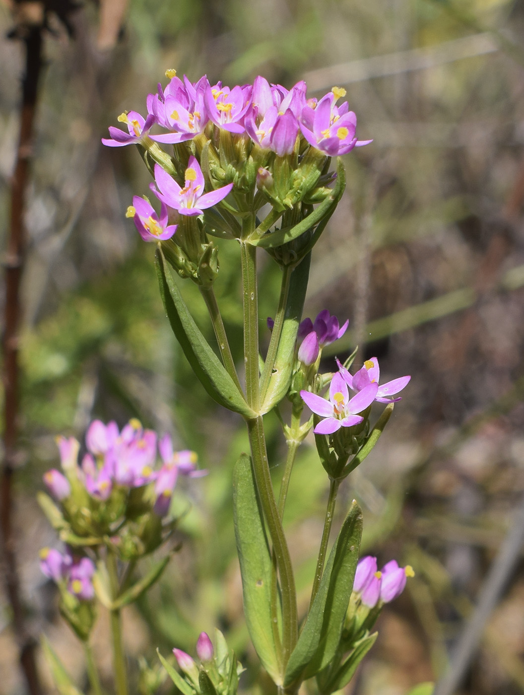 Image of genus Centaurium specimen.