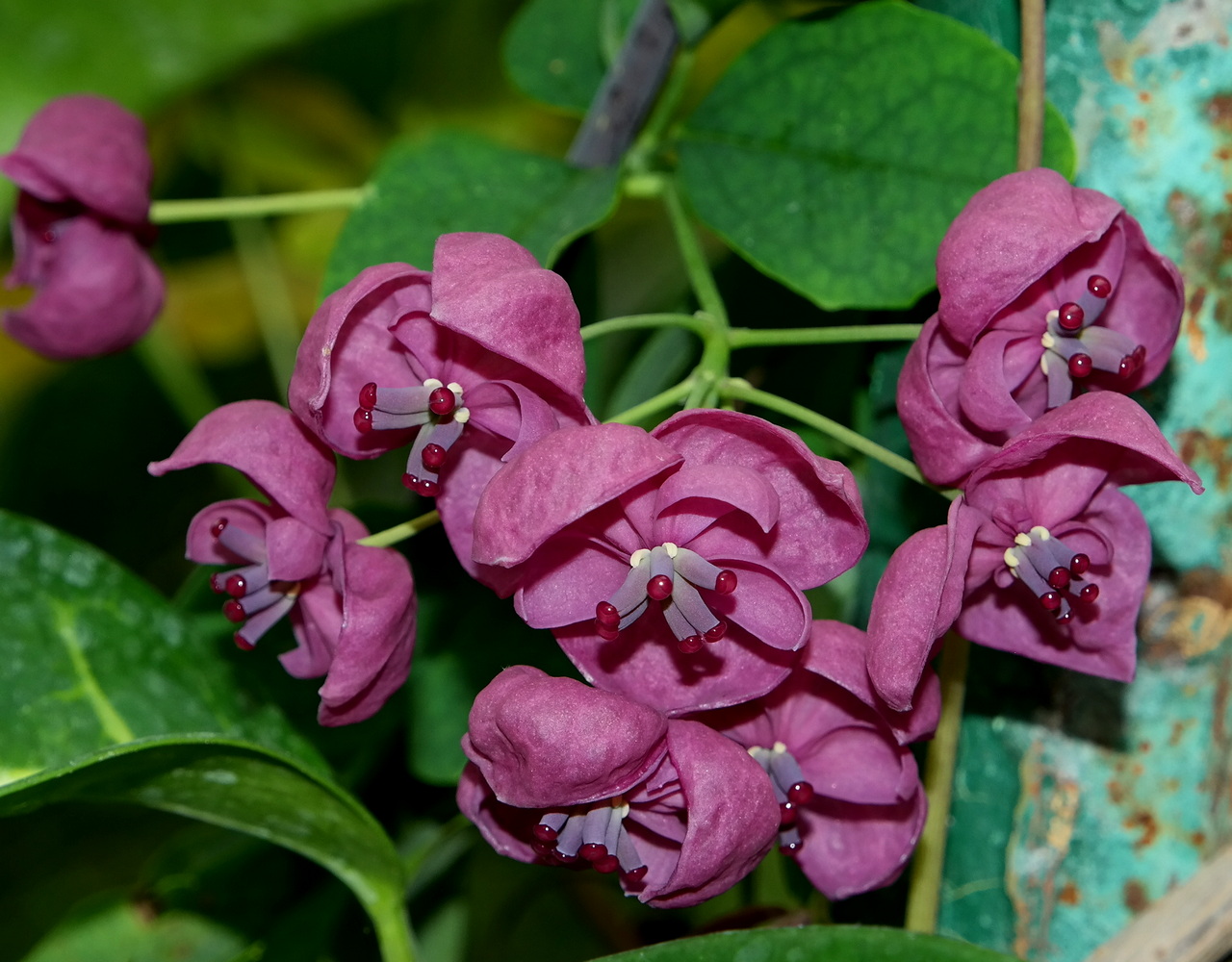 Изображение особи Akebia quinata.