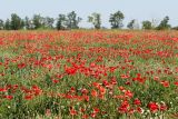 Papaver rhoeas