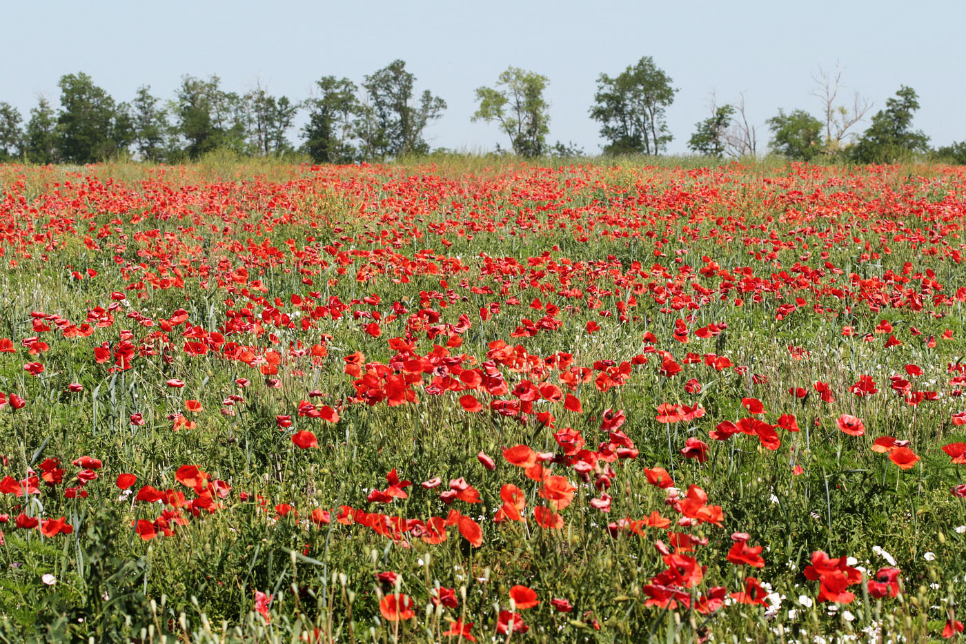 Изображение особи Papaver rhoeas.