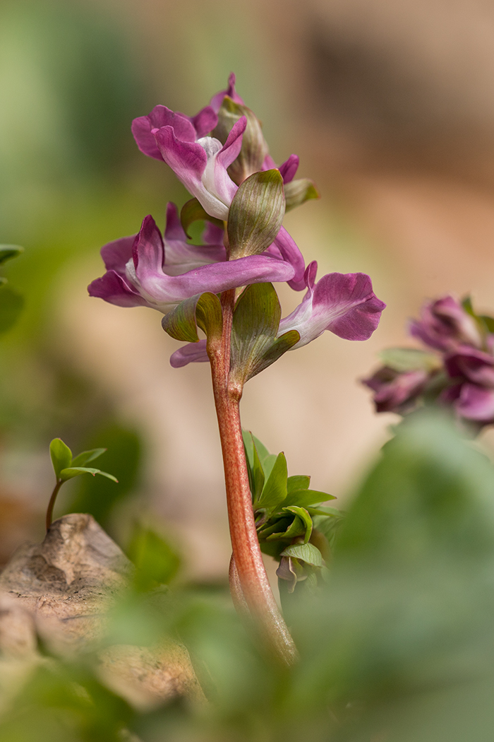 Image of Corydalis caucasica specimen.