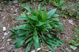 Solidago virgaurea. Вегетирующее растение. Московская обл., окр. г. Железнодорожный, опушка смешанного леса, вырубка. 25.05.2020.