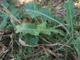 Sonchus arvensis