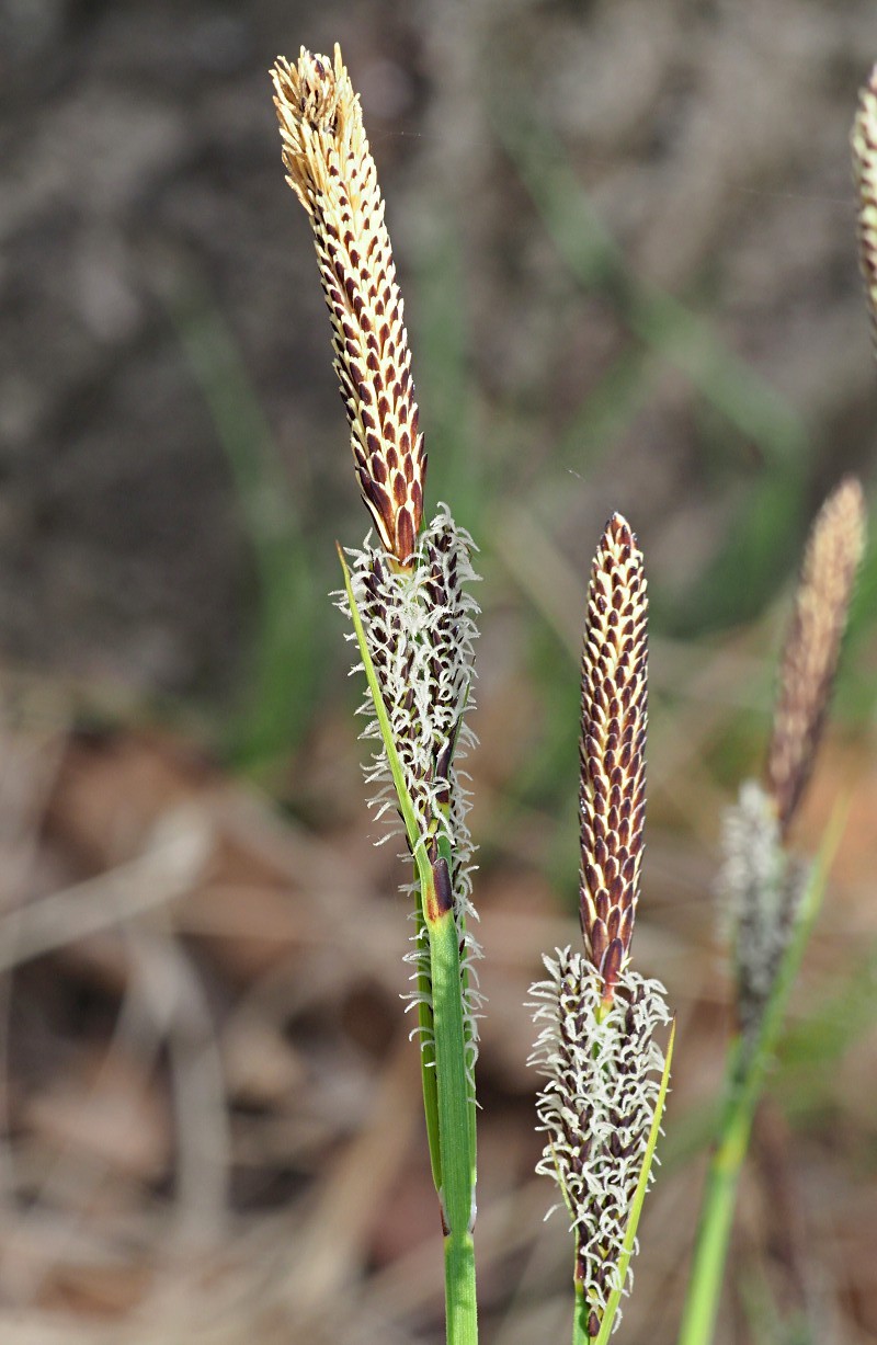 Изображение особи Carex cespitosa.