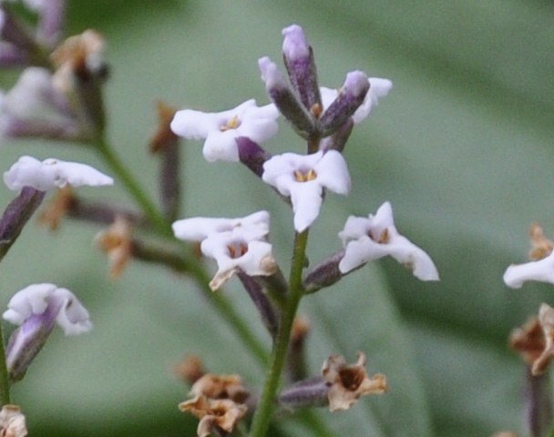 Изображение особи Aloysia citriodora.