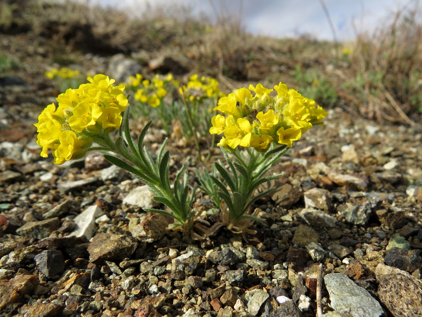 Изображение особи Alyssum lenense.