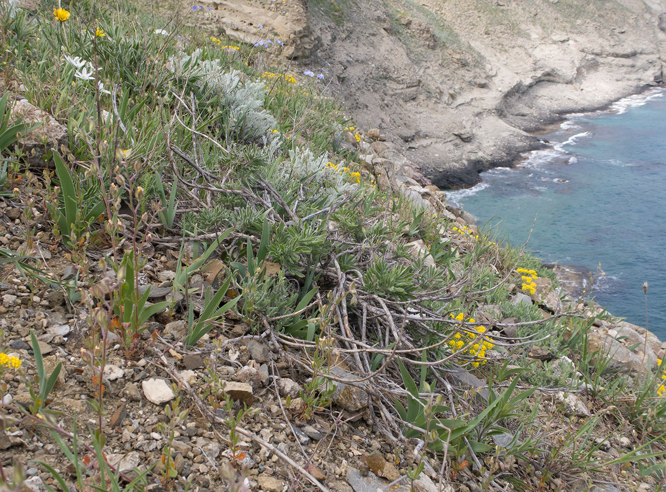 Image of Salvia scabiosifolia specimen.