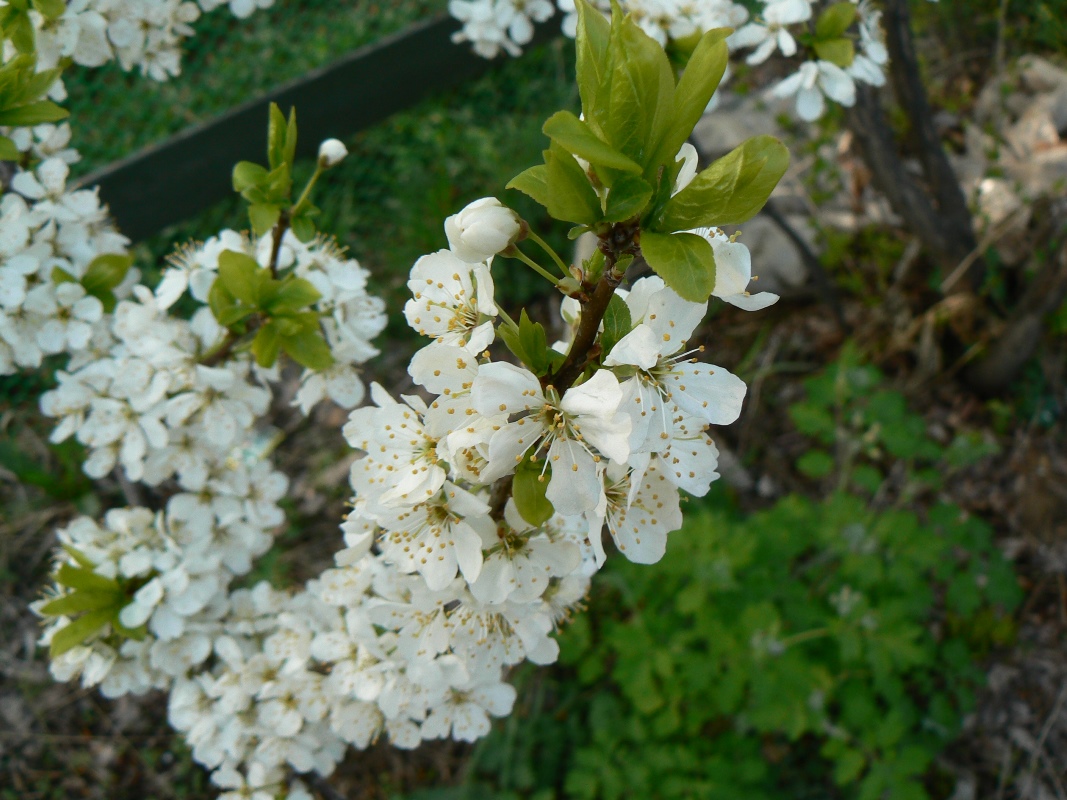 Image of Prunus domestica specimen.