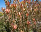 genus Leucadendron