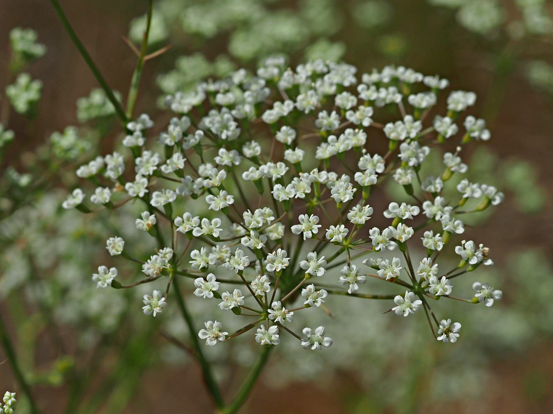 Изображение особи Falcaria vulgaris.