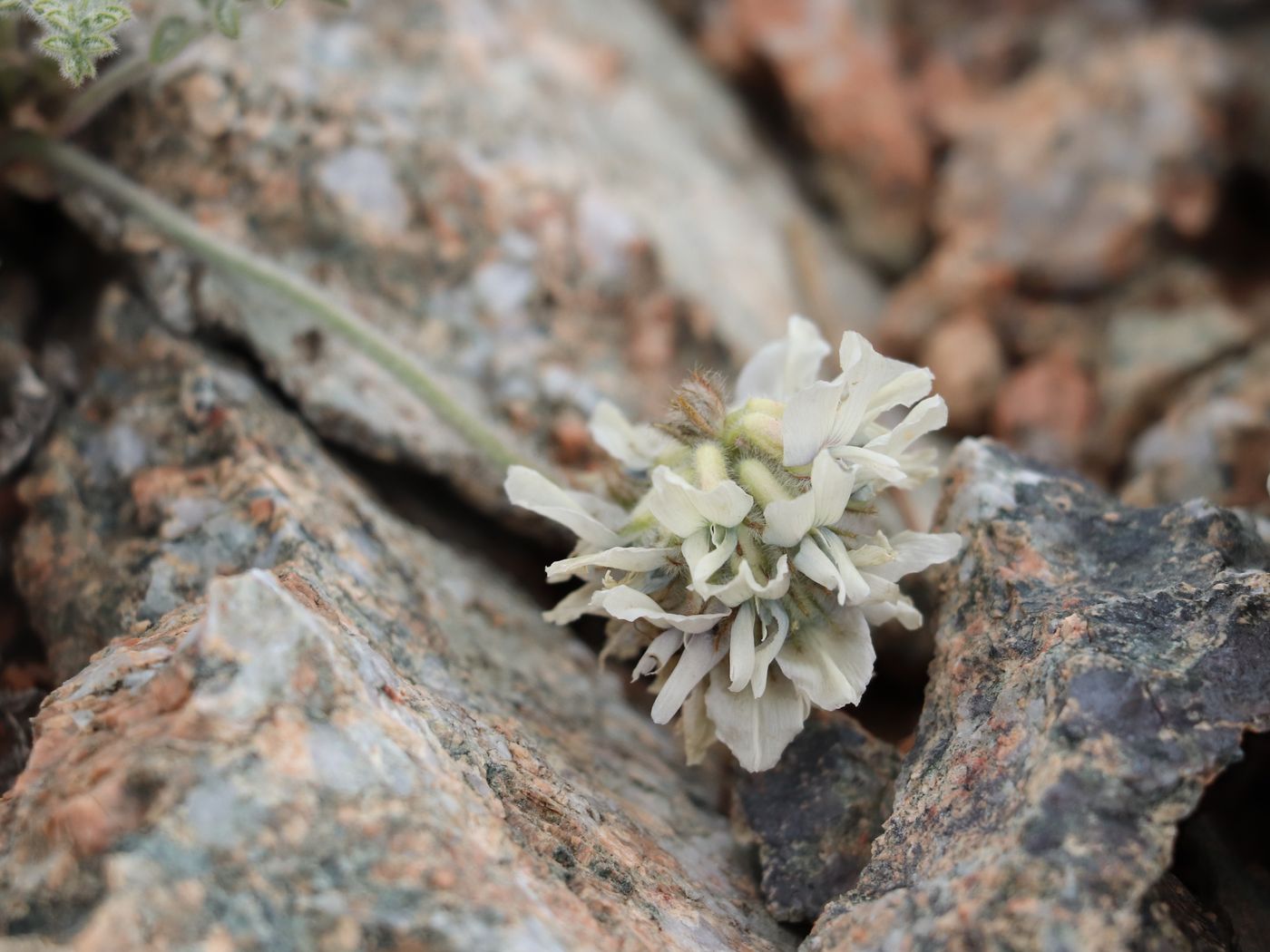 Изображение особи Oxytropis terekensis.