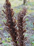 Matteuccia struthiopteris