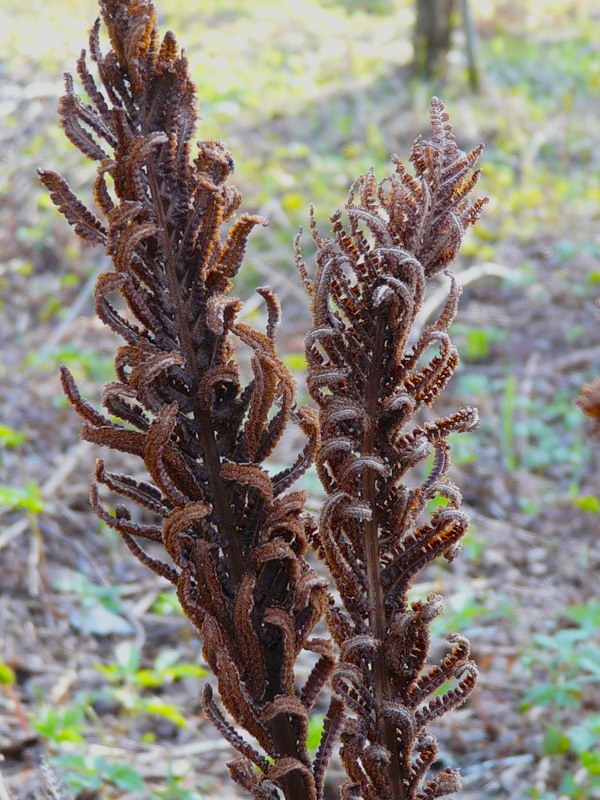 Изображение особи Matteuccia struthiopteris.