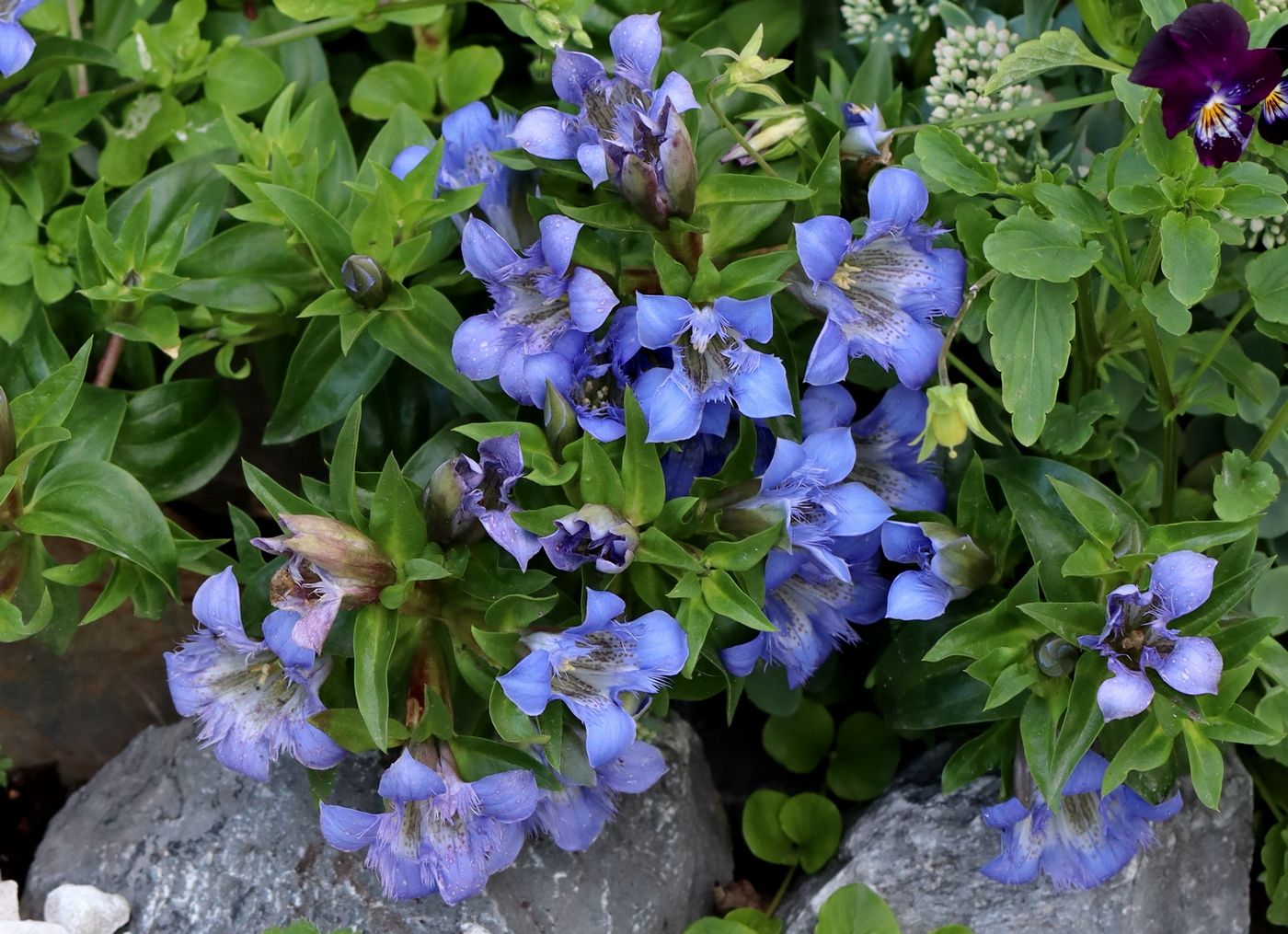 Изображение особи Gentiana septemfida.