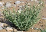 Suaeda crassifolia