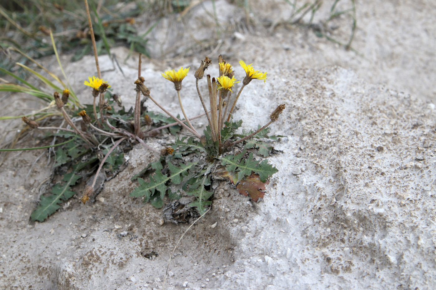 Изображение особи Taraxacum serotinum.