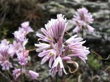 Allium kunthianum