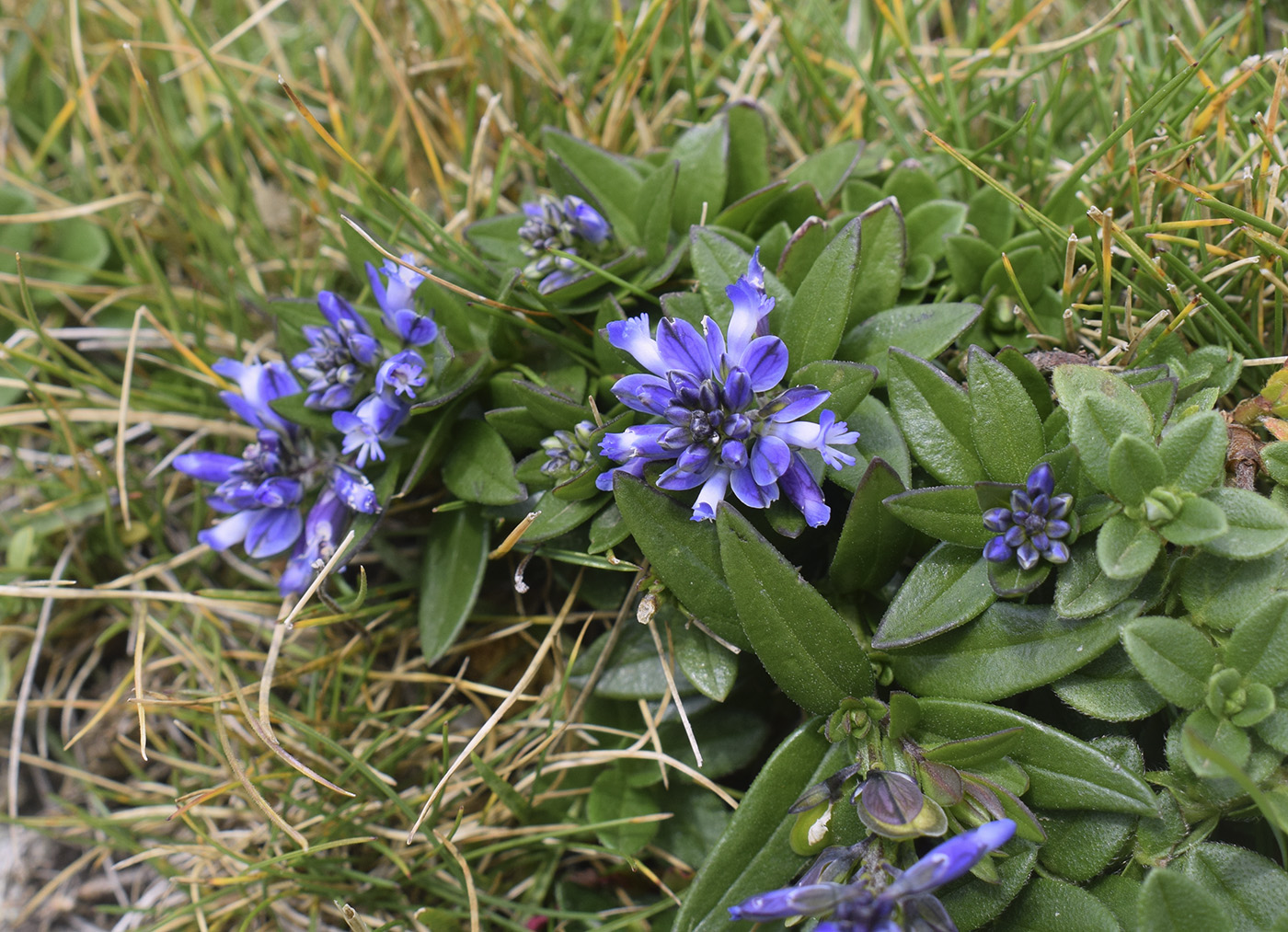 Image of genus Polygala specimen.