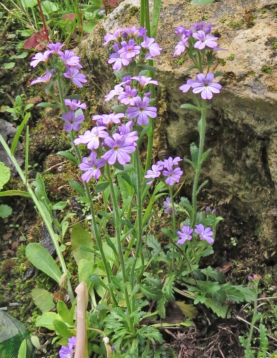 Изображение особи Erinus alpinus.