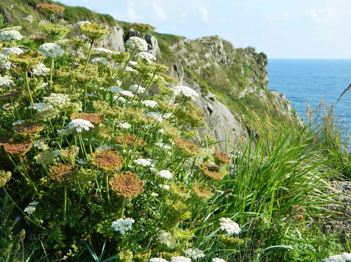 Image of genus Daucus specimen.