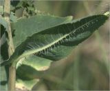 Lactuca serriola