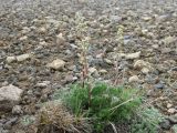 Artemisia borealis