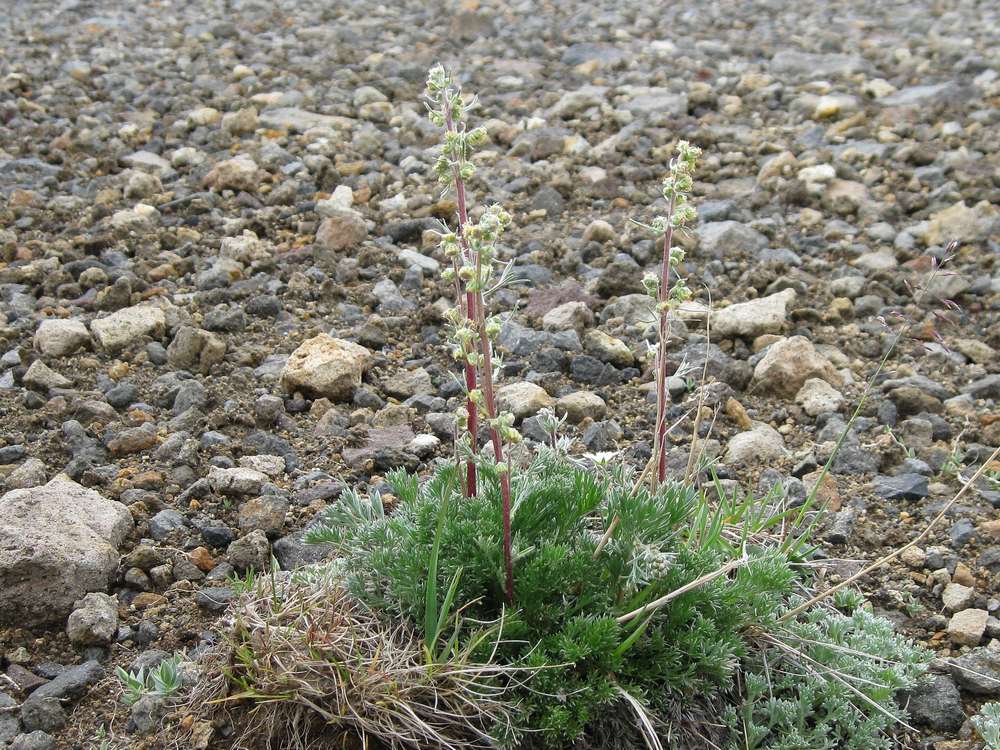 Image of Artemisia borealis specimen.