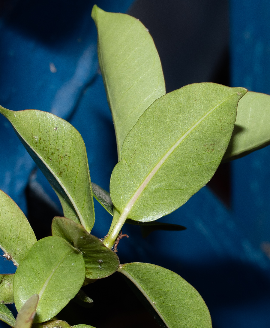 Image of Mandevilla sanderi specimen.