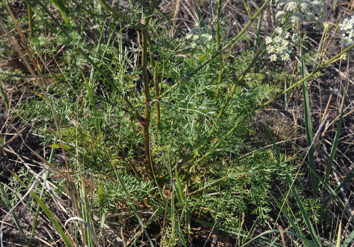 Изображение особи Kitagawia baicalensis.