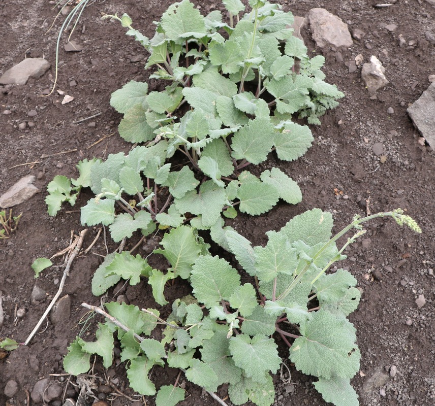 Image of genus Salvia specimen.