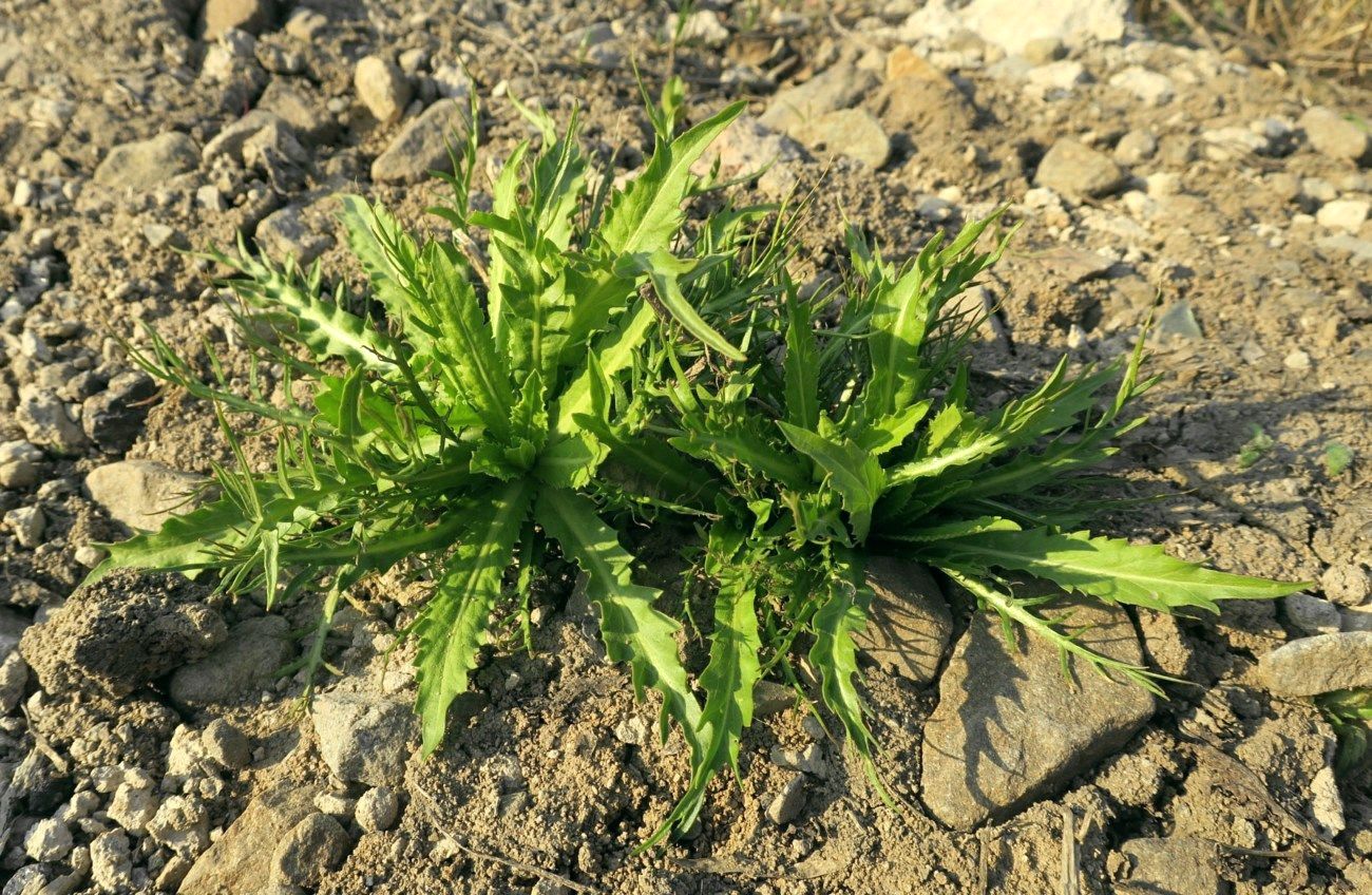 Image of Rorippa austriaca specimen.