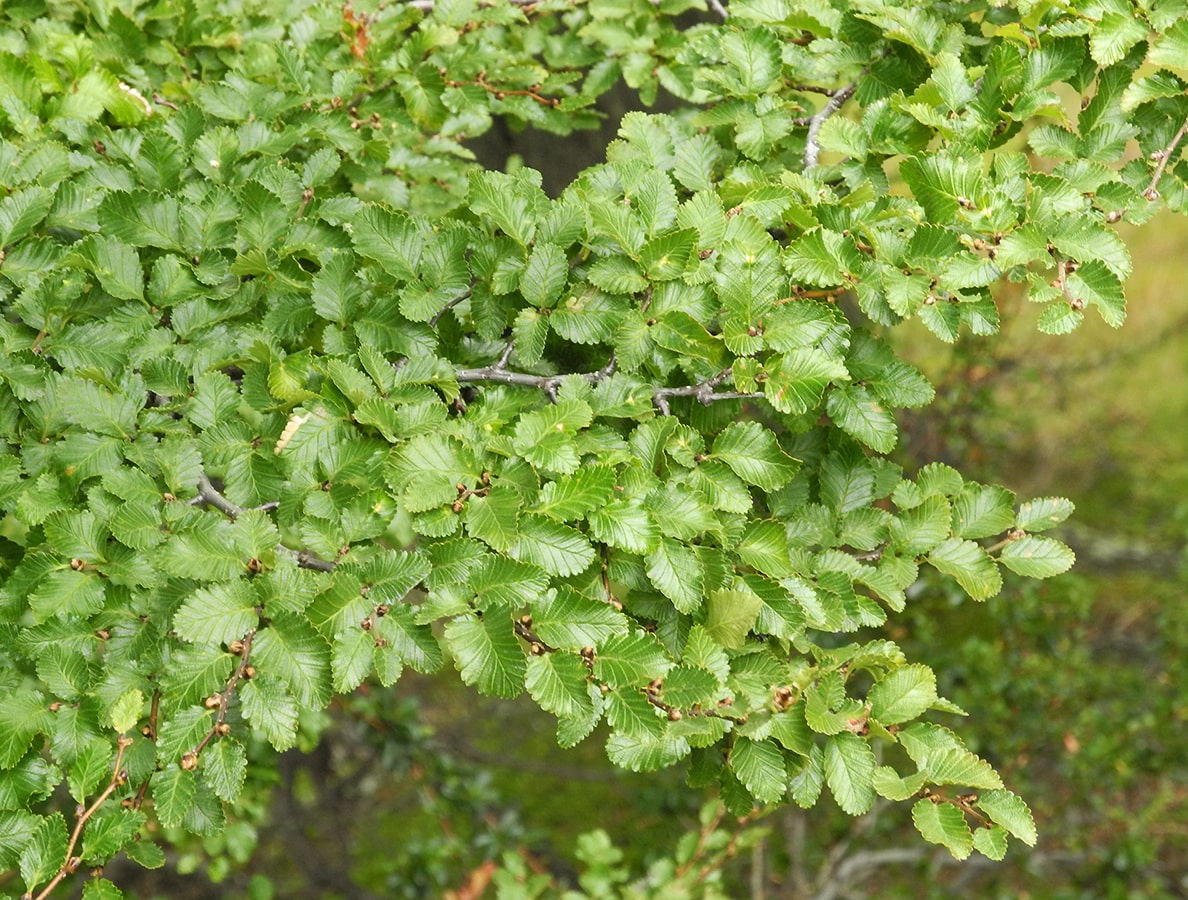 Изображение особи Nothofagus pumilio.