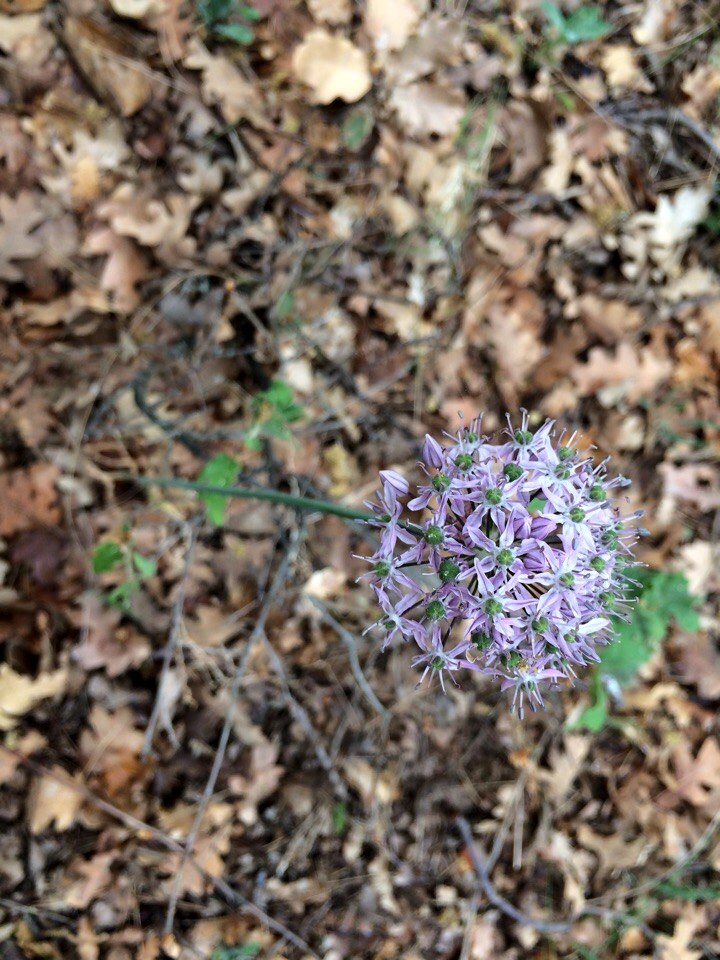 Изображение особи Allium quercetorum.