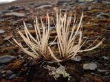 семейство Brassicaceae. Завершающее плодоношение растение (видны остатки стручков и один стручок с семенами). Чукотский автономный округ, остров Врангеля, бывш. пос. Звёздный. 2 сентября.