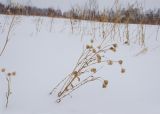 род Centaurea