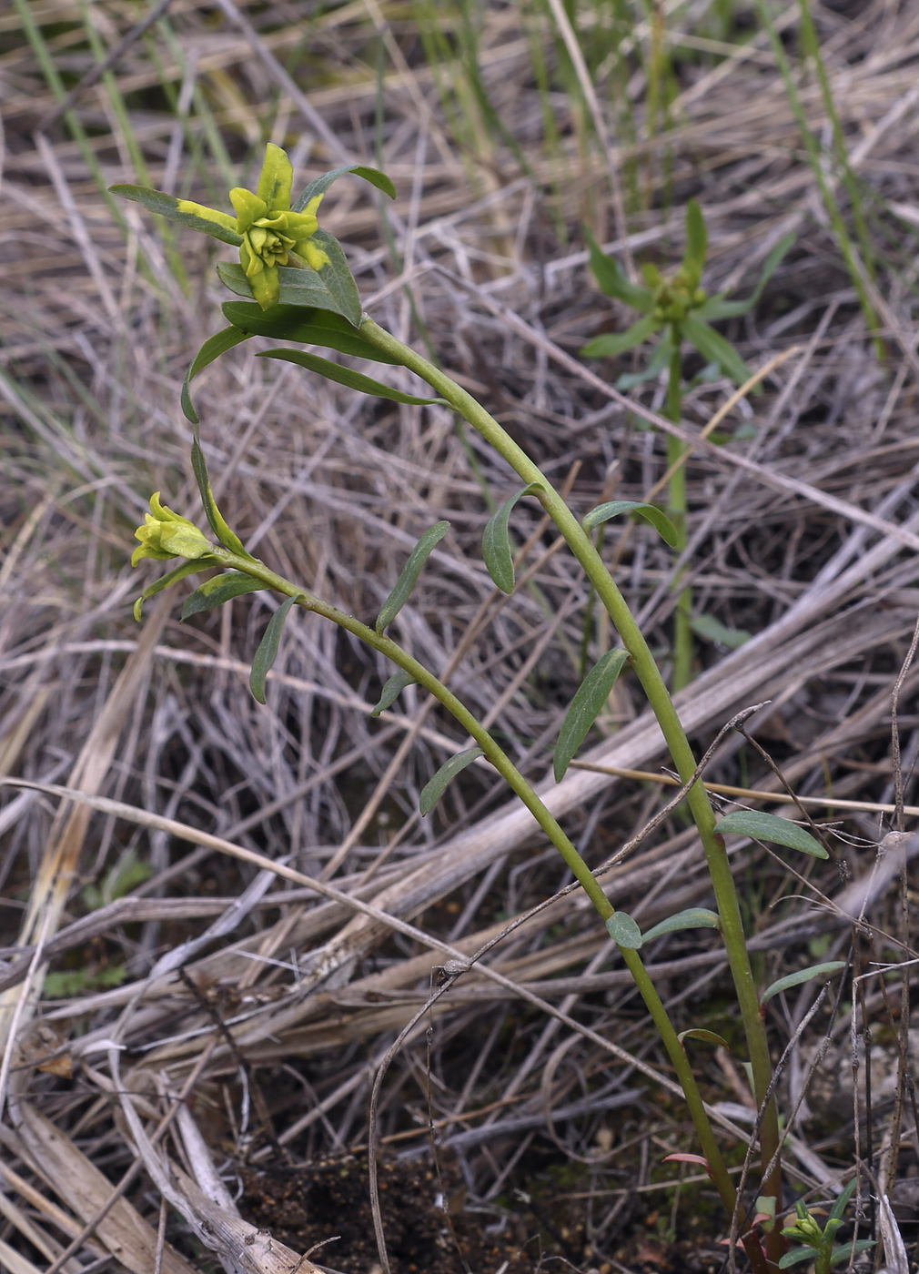 Изображение особи Euphorbia virgata.