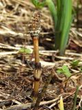 Equisetum arvense. Генеративный побег со стробилом. Магаданская обл., г. Магадан, мкр-н Снежная Долина, в долине р. Медвежка (бассейн р. Дукча). 18.06.2017.