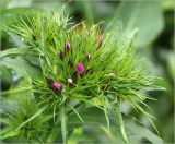 Dianthus barbatus