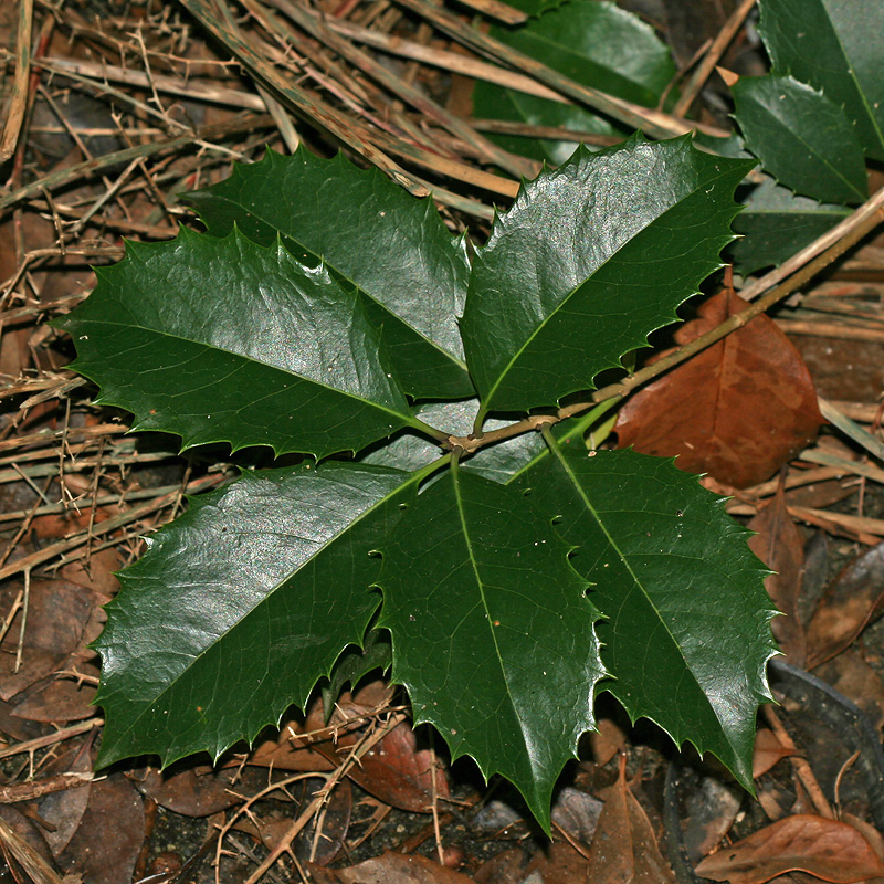 Image of Ilex colchica specimen.
