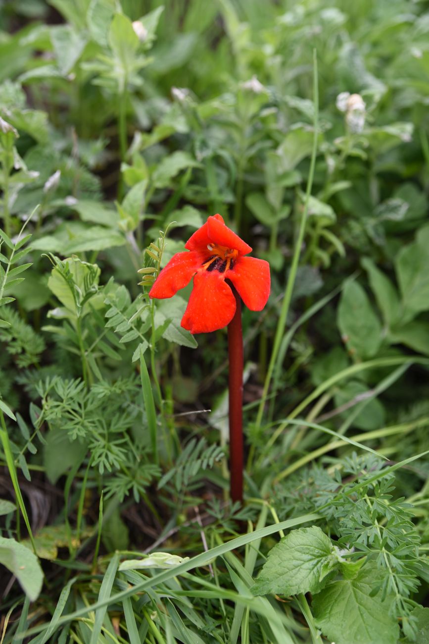 Изображение особи Phelypaea coccinea.