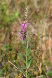 Lythrum salicaria. Верхушка цветущего растения. Краснодарский край, м/о город-герой Новороссийск, водосборная зона Суджукской лагуны, территория дендропарка НПИ КубГТУ, периодически затапливаемый ситниковый лужок. 15.06.2022.