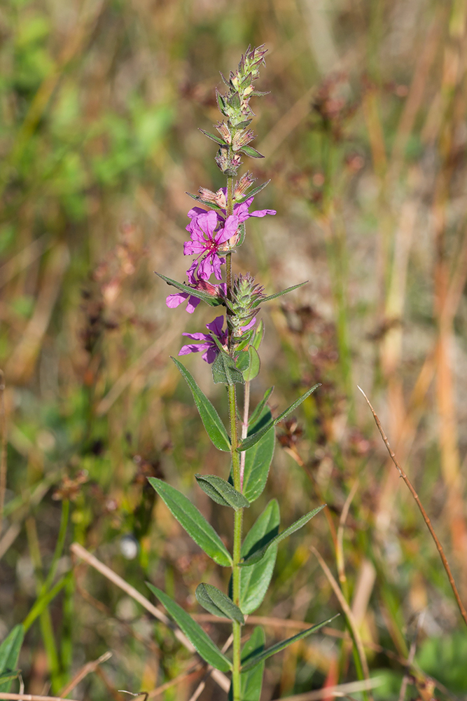 Изображение особи Lythrum salicaria.