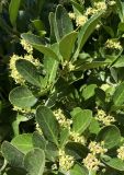 Euonymus japonicus