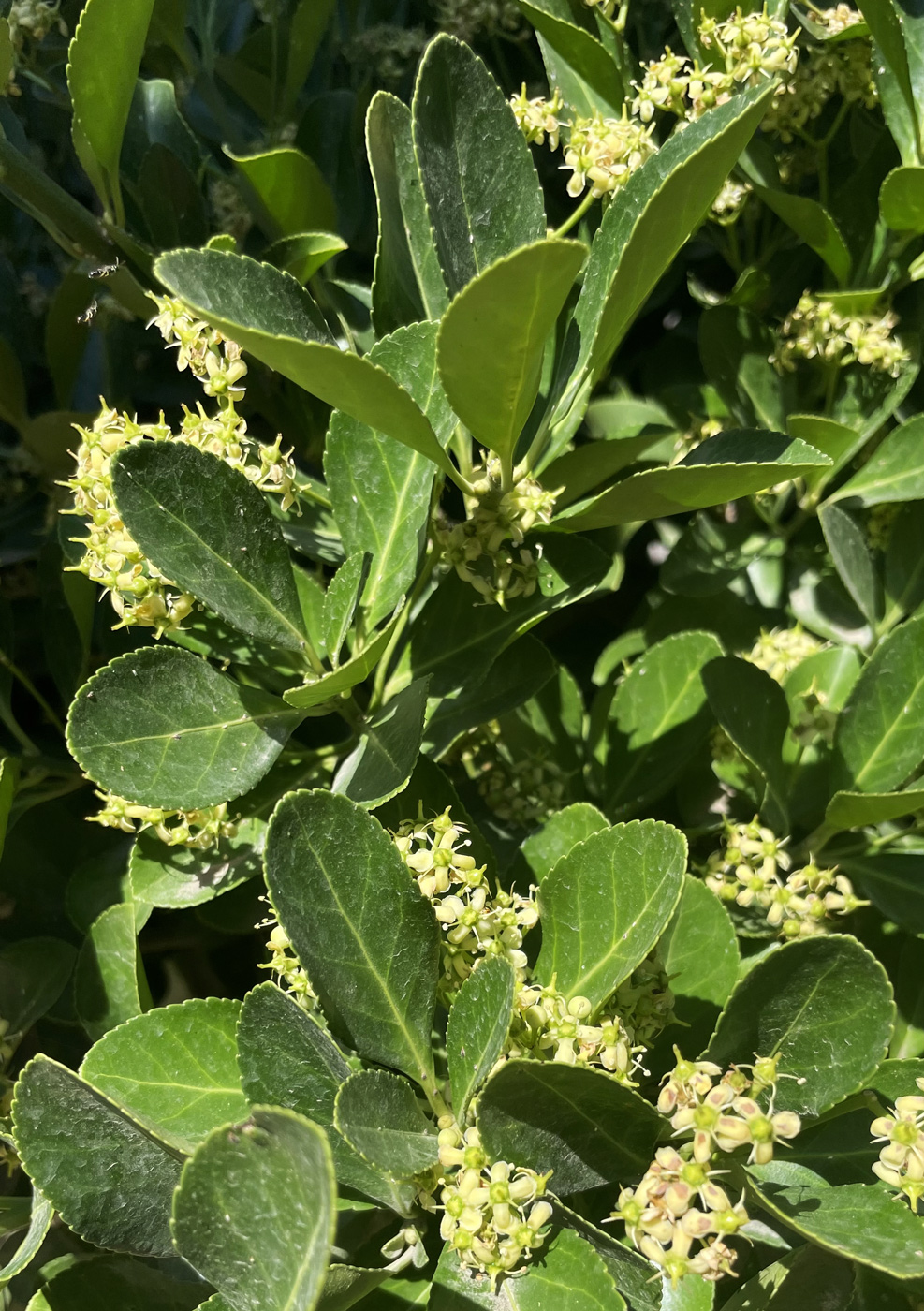 Изображение особи Euonymus japonicus.