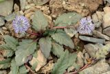 Lagotis decumbens