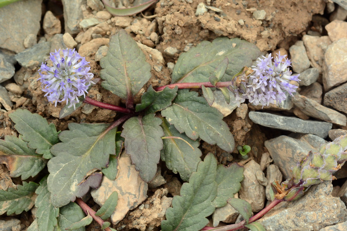 Изображение особи Lagotis decumbens.