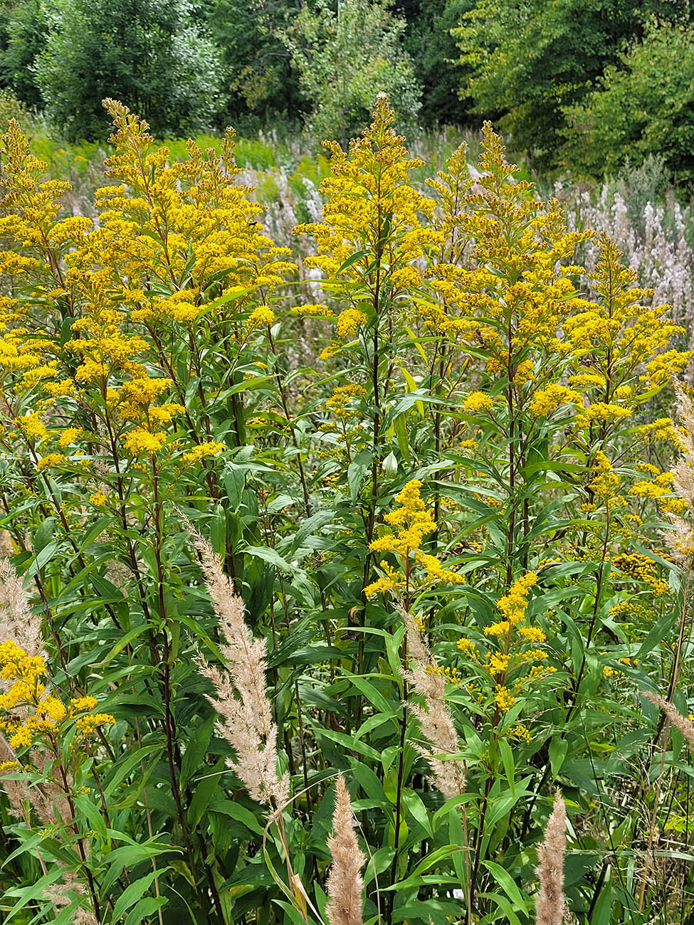 Image of Solidago × snarskisii specimen.