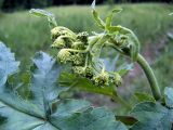 Heracleum sibiricum. Стебель с распускающимся соцветием. Чувашия, г. Шумерля, пойма р. Сура, ниже устья р. Шумерлинка. 4 июня 2005 г.