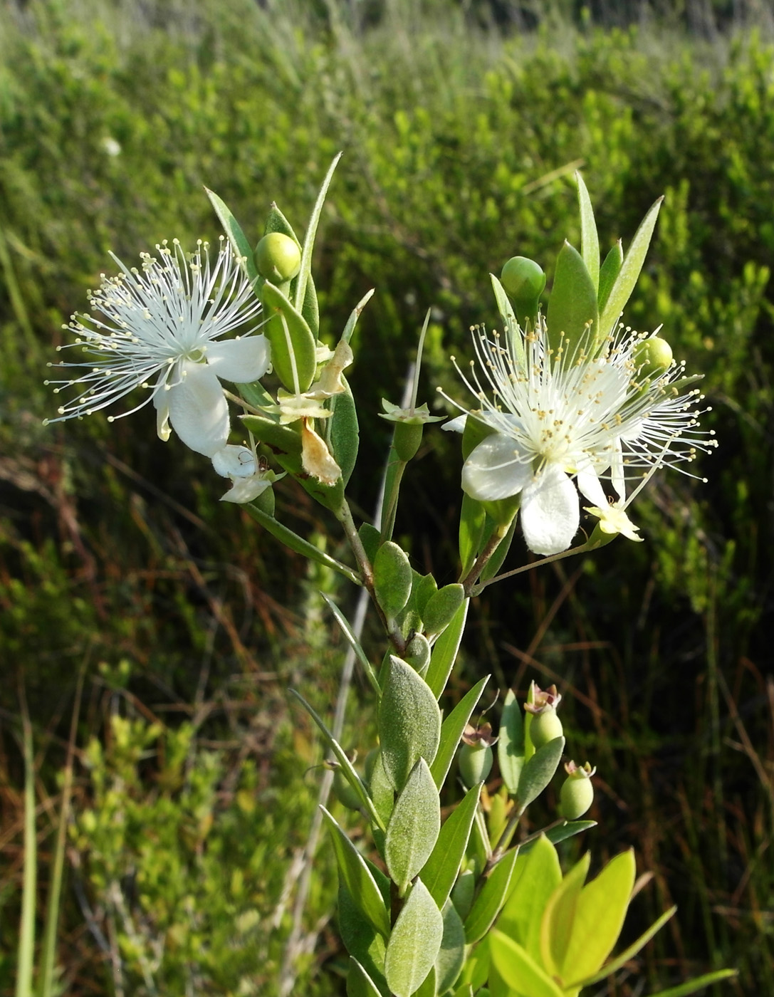 Изображение особи Myrtus communis.