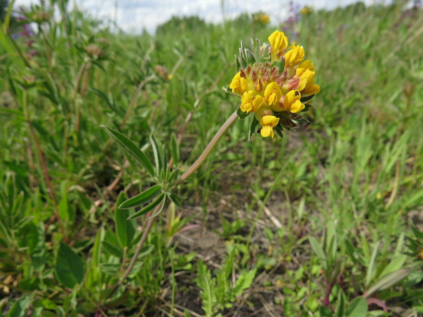 Изображение особи Anthyllis arenaria.